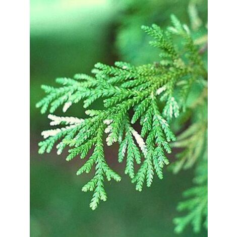 Thujopsis dolobrata Pot de 4L/5L (1/4)