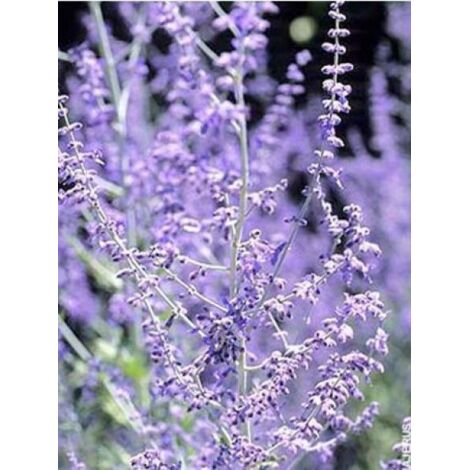 Sauge d'Afghanistan 'Blue Spire' – Arbuste 120 cm – Fleurs bleu lavande – Exposition soleil – Pot de 4L/5L – Rustique jusqu'à -23°C (1/2)