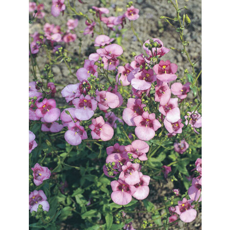 Diascia 'Rose Queen' le sachet de 550 graines (0,15g) (1/2)