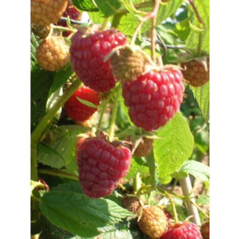 Framboisier 'Scepter' Pot de 1L/1,5L (1/3)