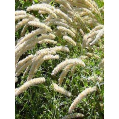 Mélique ciliée Pot de 2L/3L (1/5)