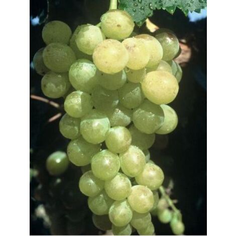 Vigne 'Muscat d'Alexandrie' Pot de 2L/3L
