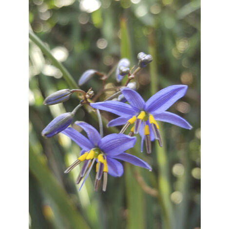 Dianella 'Little Rev' Pot de 2L/3L (1/2)