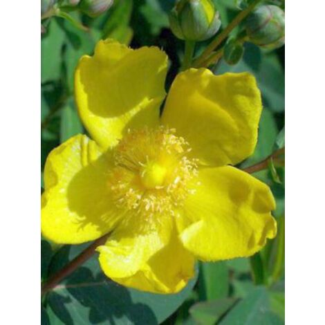 Millepertuis moserianum Pot de 2L/3L (1/3)