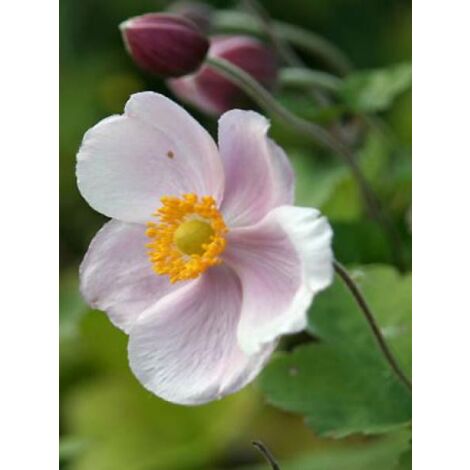 Anémone du Japon 'Richard Ahrens' Godet de 8/9 cm (1/3)