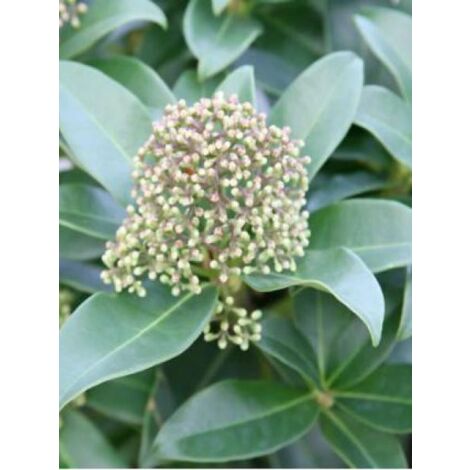 Skimmia du Japon 'Fragrant Cloud' Pot de 2L/3L (1/3)