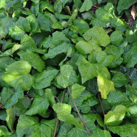 Lierre de Colchide - Hedera colchica en godet de 9cm