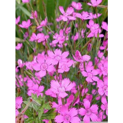 Œillet à delta, œillet couché 'Rosea' Godet de 8/9 cm