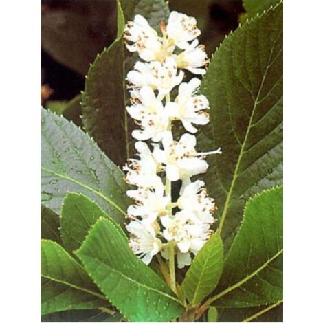 Clethra alnifolia Godet de 8/9 cm (1/2)
