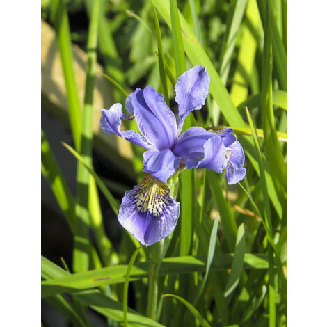 Iris bulleyana Godet de 8/9 cm (1/2)