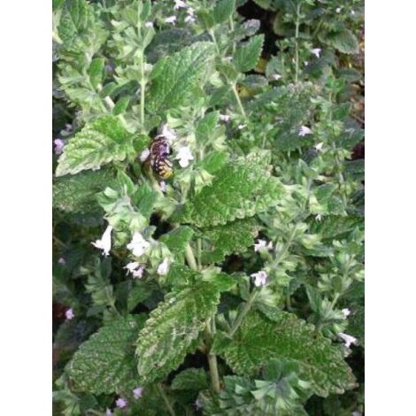 Mélisse citronnelle, mélisse officinale Pot de 1,5L/2L