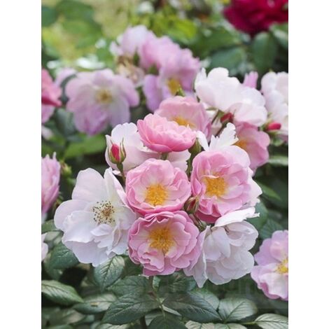 Rosier 'Utopia' Pot de 3L/4L (1/3)