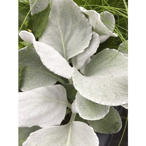 Cinéraire maritime 'Angel Wings' Pot de 2L/3L (1/3)