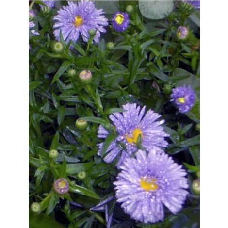Aster grand d'automne 'Marie Ballard' Godet de 8/9 cm (1/3)