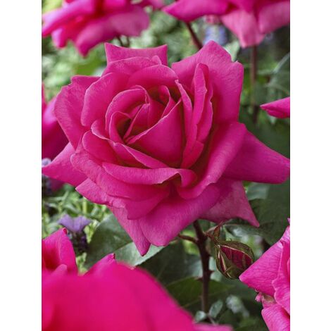 Rosier 'Criterion' Pot de 4L/5L