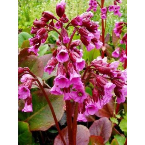 Bergénia à feuilles cordées 'Rotblum' Godet de 7/8 cm