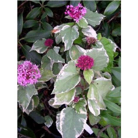 Clérodendron fétide 'Pink Diamond' Pot de 3L/4L (1/3)