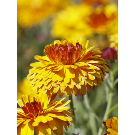 Souci des jardins 'Bull's Eyes' le sachet de 80 graines (0,8g) (1/2)