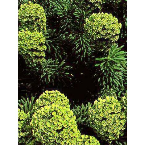 Euphorbe des vallons wulfenii Pot de 2L/3L