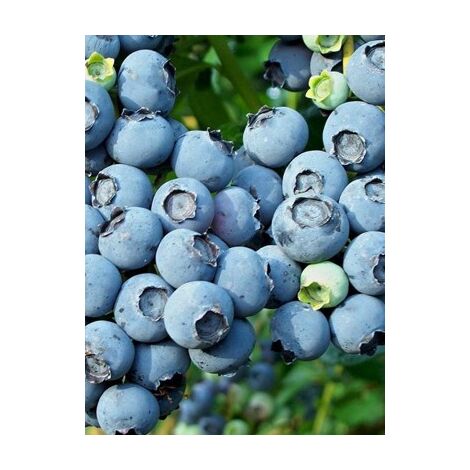 Myrtille d'Amérique 'Blue Jay' Pot de 1,5L/2L, Buisson
