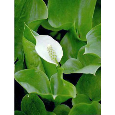 Arum des marécages Godet de 8/9 cm