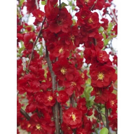 Cognassier du Japon 'Scarlet Storm' Pot de 7,5L/10L (1/5)