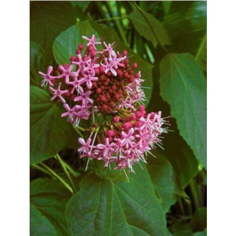 Clérodendron fétide Pot de 2L/3L (1/4)