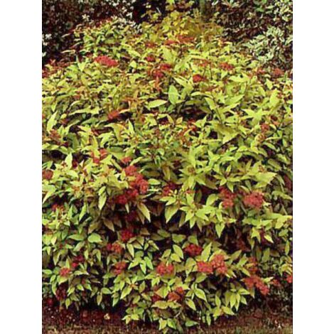 Spirée japonaise 'Goldflame' Godet de 8/9 cm (1/4)