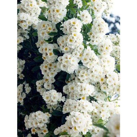 Rosier liane 'Bobby James' – Hauteur 800 cm – Fleur blanche parfumée – Exposition soleil/mi-ombre – Pot de 4L/5L