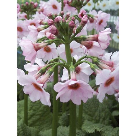 Primevère japonaise 'Apple Blossom' Godet de 8/9 cm (1/3)