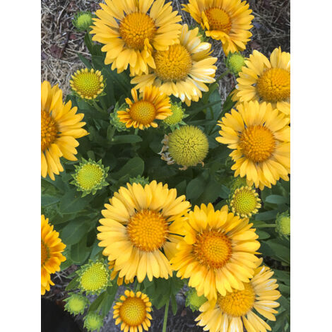 Gaillarde 'Arizona Apricot ' le sachet de 25 graines (1/2)