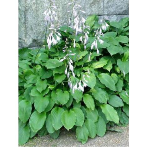 Hosta undulata 'Erromena' Godet de 8/9 cm