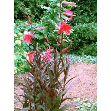 Lobélie 'Queen Victoria' Godet de 7/8 cm