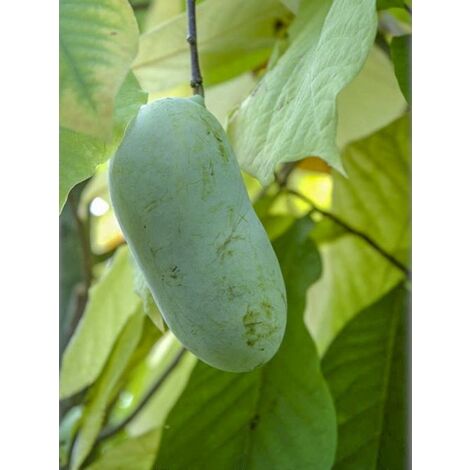 Asiminier, Pawpaw 'Overleese' Pot de 3L/4L (1/2)