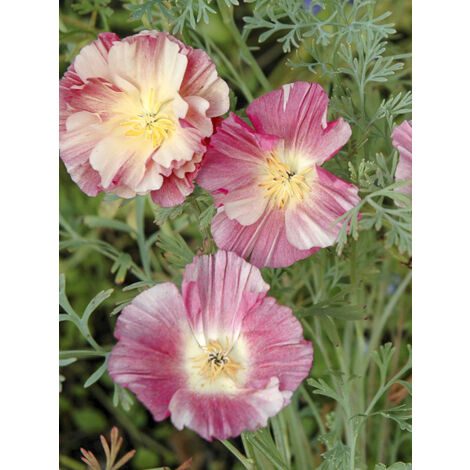 Pavot de Californie 'Appleblossom' le sachet de 150 graines (0,2g) (1/2)