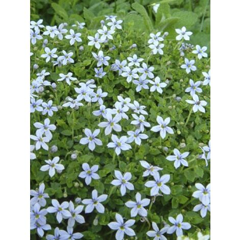 Pratia tapissante Godet de 8/9 cm