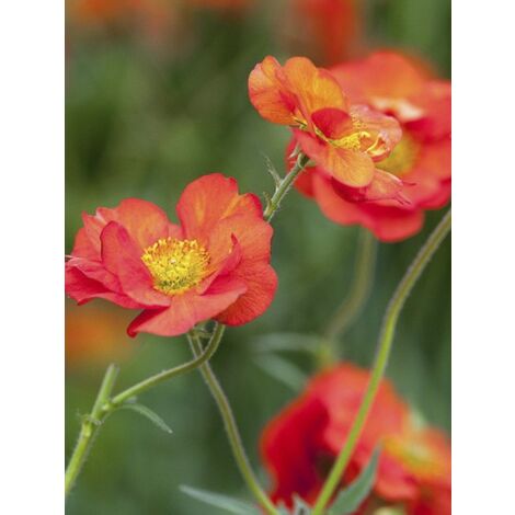 Benoite 'Scarlet Tempest ' Godet de 8/9 cm