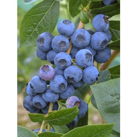 Myrtille d'Amérique 'Spartan' Pot de 2L/3L