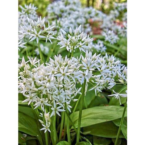 Ail des ours Godet de 7/8 cm