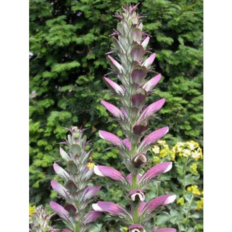 Acanthe mollis Godet de 7/8 cm (1/5)