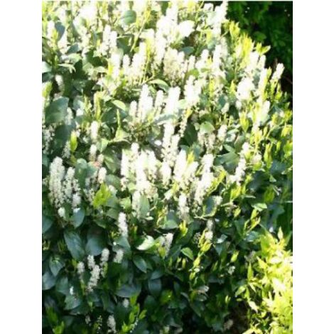 Laurier-Cerise, Laurier palme 'Mano' Pot de 2L/3L