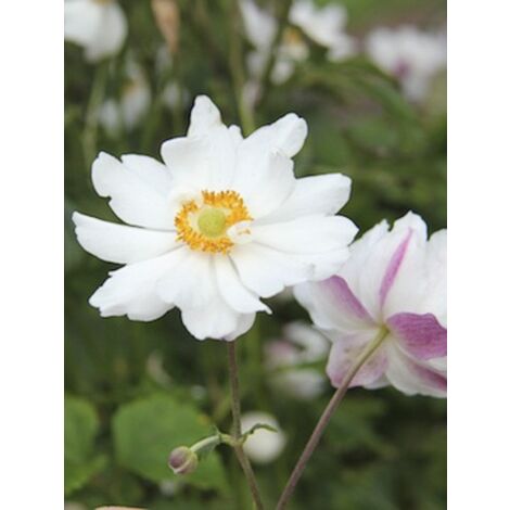 Anémone du Japon 'Snow Angels ' Godet de 8/9 cm (1/2)