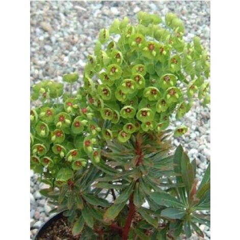 Euphorbe de Martin Godet de 8/9 cm