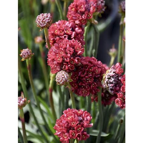 Gazon d'Espagne 'Ballerina Red' (1/3)