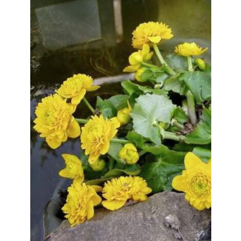 Caltha palustris 'Multiplex' Godet de 8/9 cm (1/4)