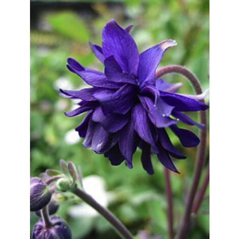 Ancolie des jardins 'Blue Barlow' Godet de 8/9 cm