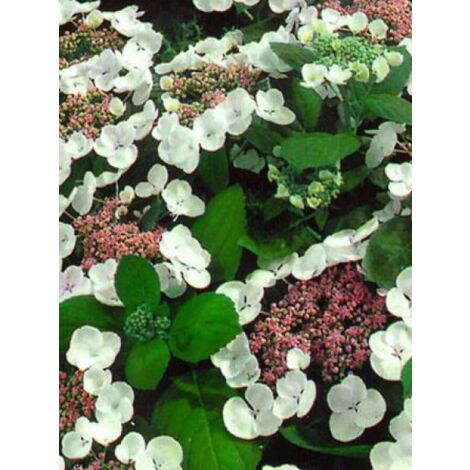 Hortensia 'Libelle' Pot de 2L/3L (1/2)