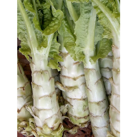 Laitue chinoise, Laitue asperge le sachet de 400 graines (1/2)