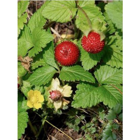 Fraisier des Indes Godet de 8/9 cm