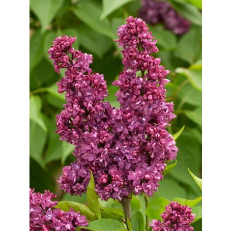 Lilas commun 'Charles Joly' Pot de 7,5L/10L (1/4)